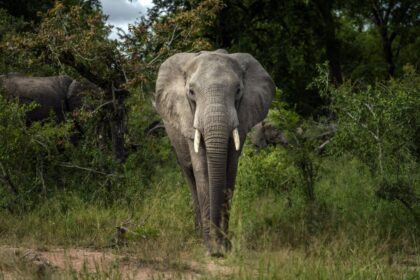 grieving-friend-says-canadian-shot-dead-in-south-africa-wasn’t-asking-guide-about-gun