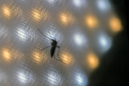 brazil-suspends-dengue-vaccine-campaign-after-deaths