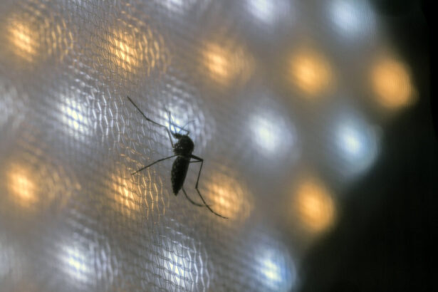 brazil-suspends-dengue-vaccine-campaign-after-deaths