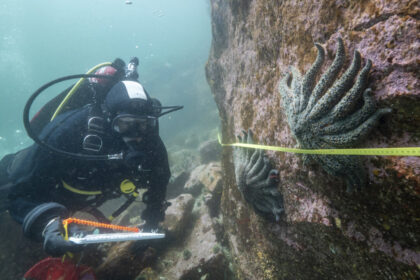 scientists-say-they-have-solved-the-mystery-of-what-killed-more-than-5-billion-sea-stars