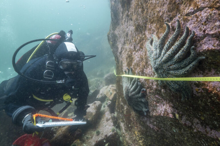 scientists-say-they-have-solved-the-mystery-of-what-killed-more-than-5-billion-sea-stars