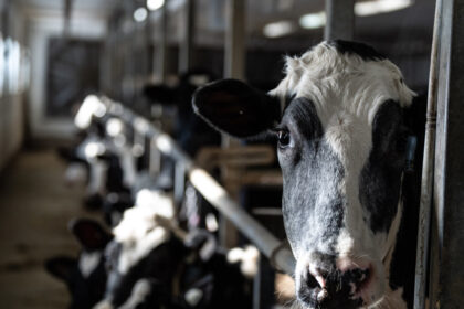 supply-management-policies-cost-canadians-$244-per-year,-study-says