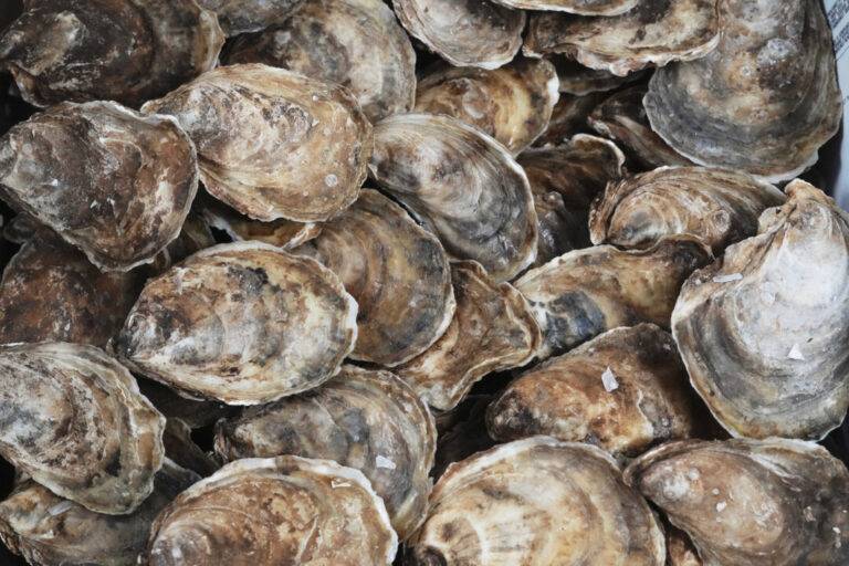 new-virus-found-in-farmed-pacific-oysters-during-bc-die-off,-scientists-say