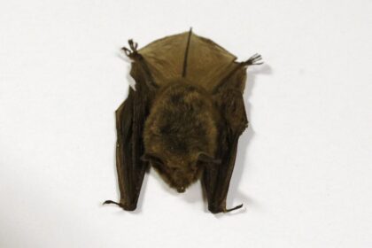 doctors-detail-2024-ontario-child-rabies-death,-warn-public-about-contact-with-bats