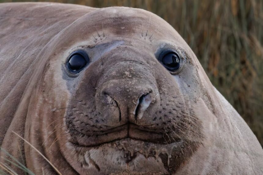 photographer’s-dream-encounter-with-1-tonne-internet-celebrity-‘neil-the-seal’