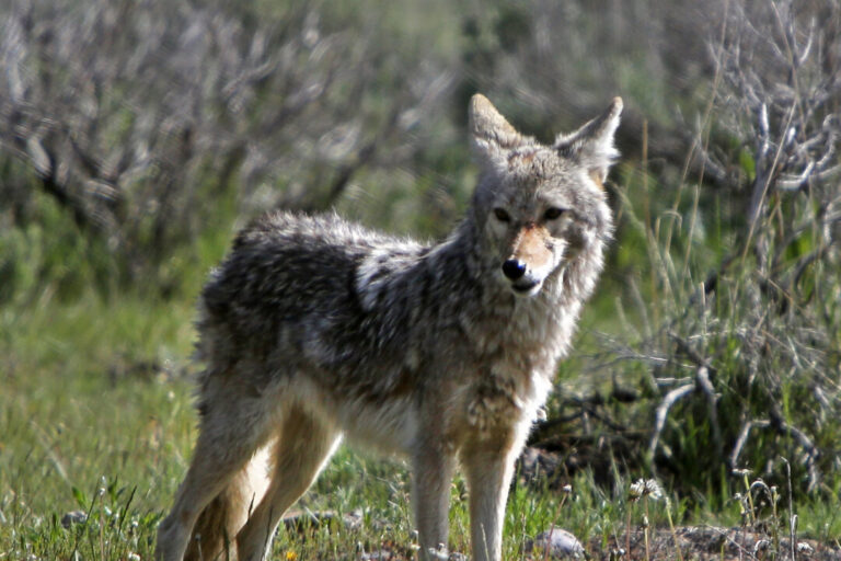 police-issue-warning-after-second-child-attacked-by-coyote-in-southern-ontario