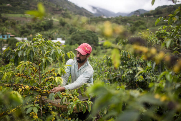 coffee-industry-asks-trump-administration-to-keep-tariff-exemption-on-brazilian-beans