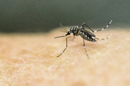 chikungunya-in-southern-china:-what-you-need-to-know-about-the-2025-outbreak