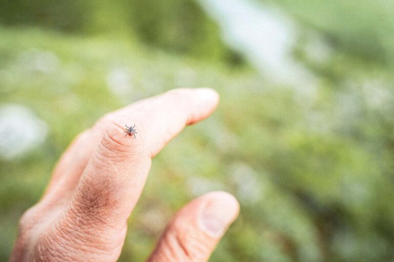 researchers-warning-about-another-tick-borne-illness-in-canada