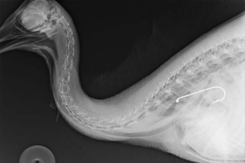 cassowary-dies-after-swallowing-fishing-hook-in-north-queensland