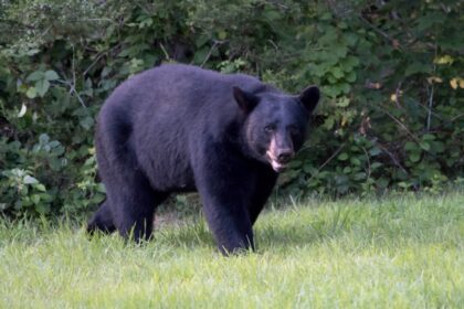 bear-involved-in-deaths-of-2-people-in-northern-saskatchewan