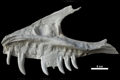 remains-of-dinosaur-skull-found-in-bc-campground-belonged-to-t.-rex-‘great-uncle’
