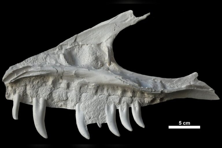 remains-of-dinosaur-skull-found-in-bc-campground-belonged-to-t.-rex-‘great-uncle’