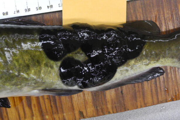 canadian-and-us-fish-found-with-rare-contagious-skin-cancer