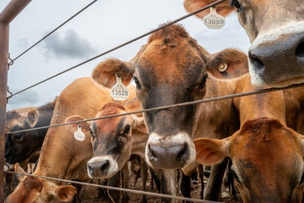 us-to-resume-mexican-cattle-imports-after-yearlong-screwworm-ban