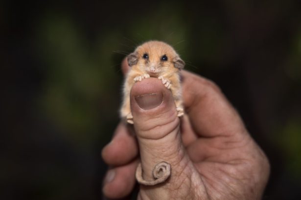 rare-tiny-possum-officially-found-in-sanctuary-almost-30-years-after-last-sighting