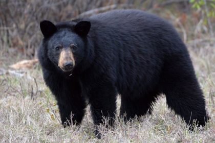 young-girl-injured-after-bear-attacks-her-on-backyard-deck-near-vancouver