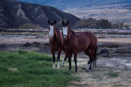 ‘it-takes-a-village’:-okanagan-community-rallies-to-rescue-horses-from-wildfire