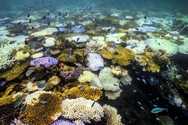 report-finds-coral-coverage-up-across-great-barrier-reef-amid-climate-concerns