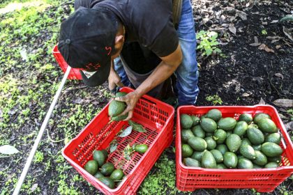 us-restarts-mexican-avocado-checks-as-security-measures-increase