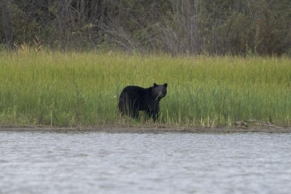 conservation-officers-confirm-bear-shot-by-rcmp-mauled-child-in-maple-ridge