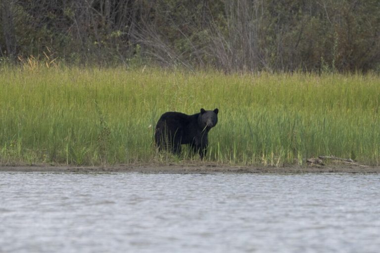 conservation-officers-confirm-bear-shot-by-rcmp-mauled-child-in-maple-ridge