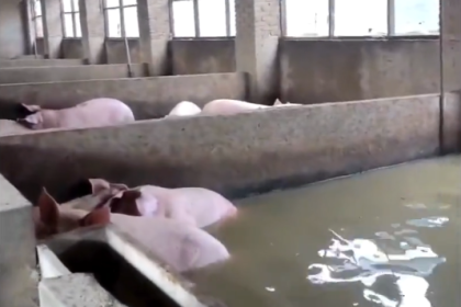 flooding-leaves-farms,-homes-damaged-after-3-dike-breaches-in-central-china