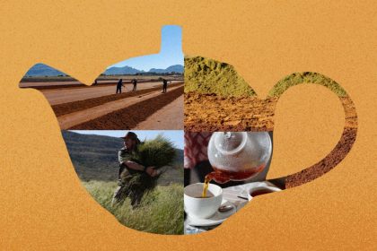 rooibos-tea-may-reduce-inflammation-and-protect-the-aging-brain