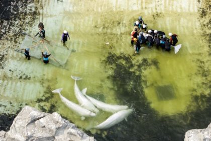 fourth-group-of-marineland-whales-leaving-shuttered-ontario-park