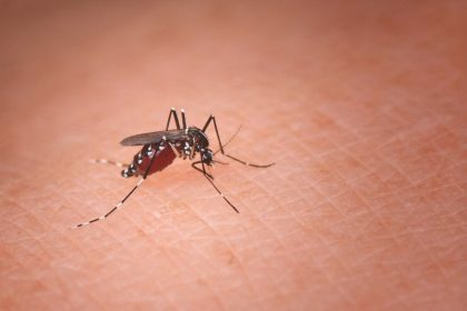why-different-mosquitoes-prefer-different-people
