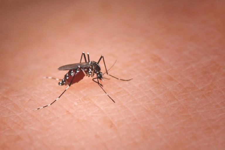 why-different-mosquitoes-prefer-different-people