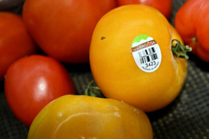 mexico-sets-minimum-tomato-export-prices-following-end-of-us-trade-deal