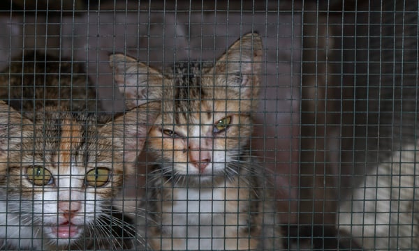a-woman-exposed-china’s-cat-abuse-networks-–-and-paid-a-terrible-price