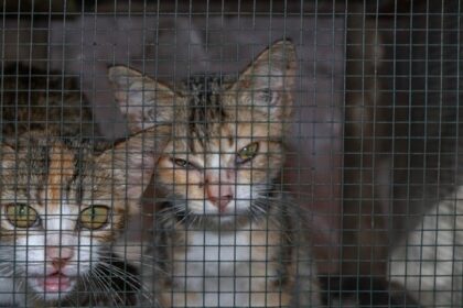 a-woman-exposed-china’s-cat-abuse-networks-–-and-paid-a-terrible-price