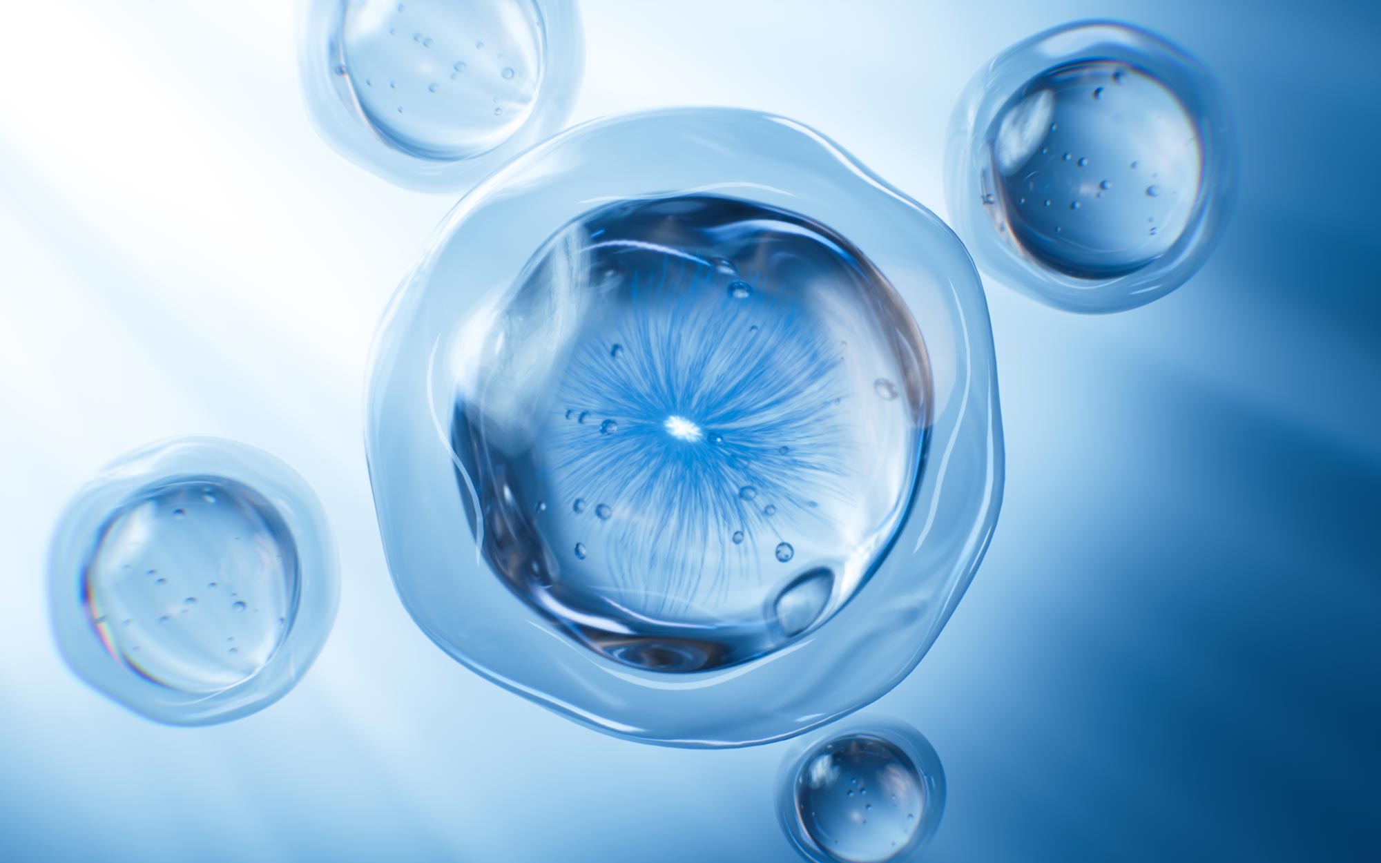 “bone-digesting”-–-scientists-discover-unusual-new-type-of-cell