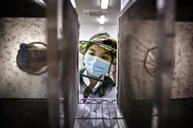 chinese-authorities-mandating-blood-tests,-releasing-lab-mosquitoes-to-fight-chikungunya-outbreak