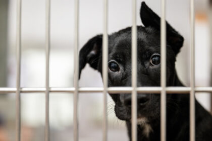 ontario-hospital-halts-controversial-dog-research-amid-public-outcry