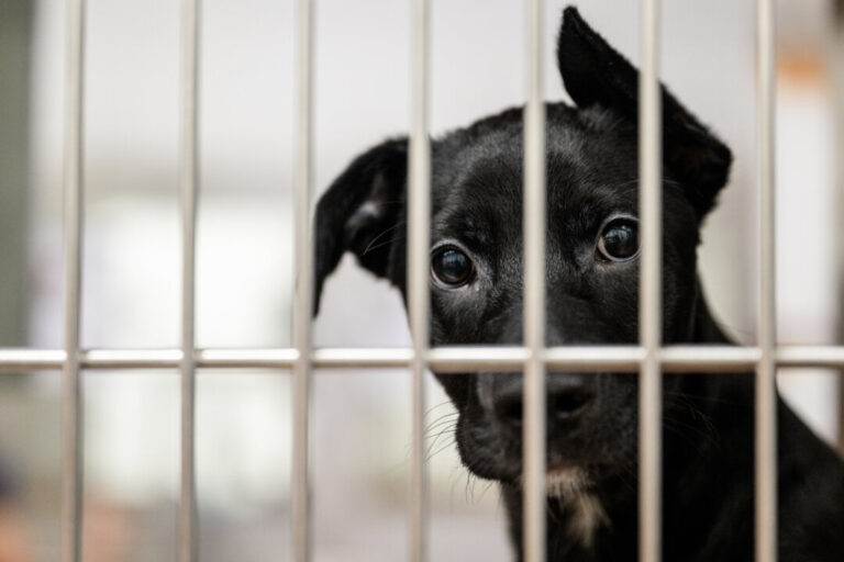 ontario-hospital-halts-controversial-dog-research-amid-public-outcry