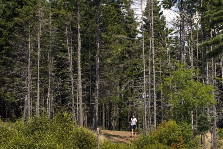 ns-man-gets-$28,000-ticket-on-purpose-for-walk-in-woods-to-challenge-provincial-restrictions