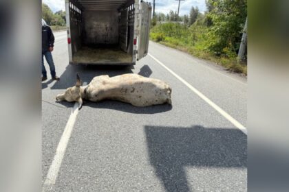 loose-bull-forces-highway-closure-in-abbotsford,-bc