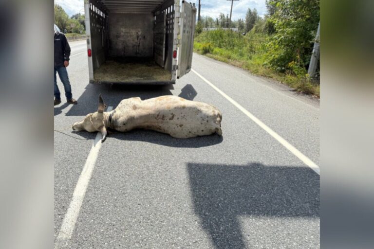 loose-bull-forces-highway-closure-in-abbotsford,-bc