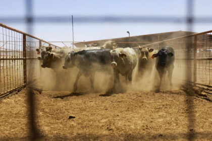 usda-announces-new-plans-to-combat-flesh-eating-parasite-spreading-from-mexico