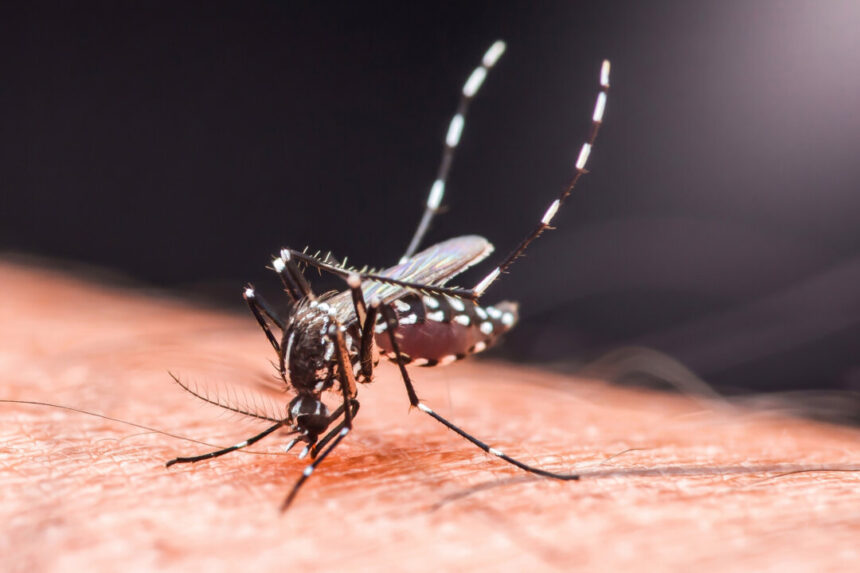 chinese-regime-imposes-covid-style-controls-amid-chikungunya-outbreak