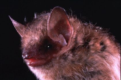 ontario-daycare-reopens-after-closing-due-to-discovery-of-bat-with-rabies