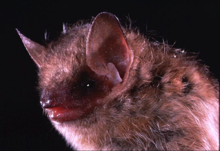 ontario-daycare-reopens-after-closing-due-to-discovery-of-bat-with-rabies