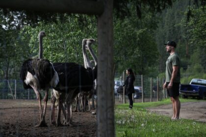 supporters-head-for-bc-ostrich-farm-as-it-plans-top-court-appeal-to-stop-cull