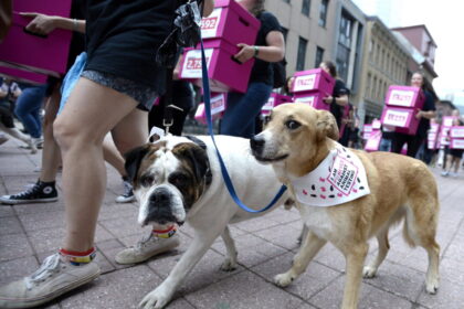 ontario-to-ban-research-testing-using-dogs-and-cats