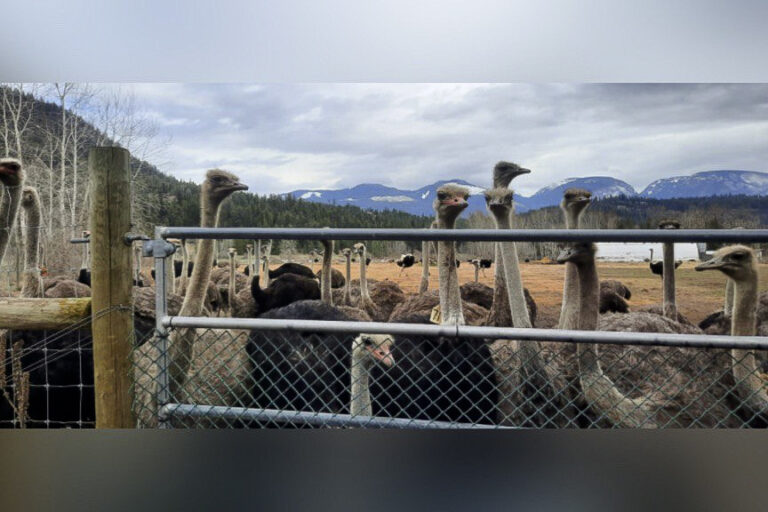 us-billionaire-says-he’s-helping-fund-bc-ostrich-farm-battle-over-cull-order