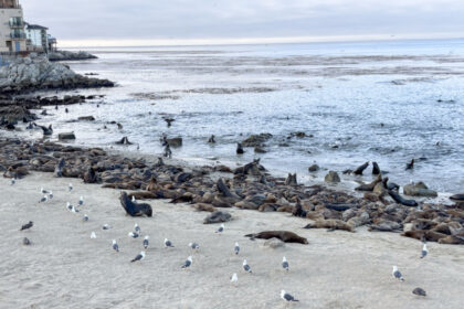 monterey-beach-temporarily-closed-due-to-sea-lion-takeover