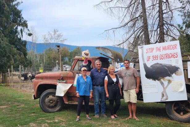 bc-ostrich-farm’s-fate-hangs-in-the-balance-as-it-weighs-next-step
